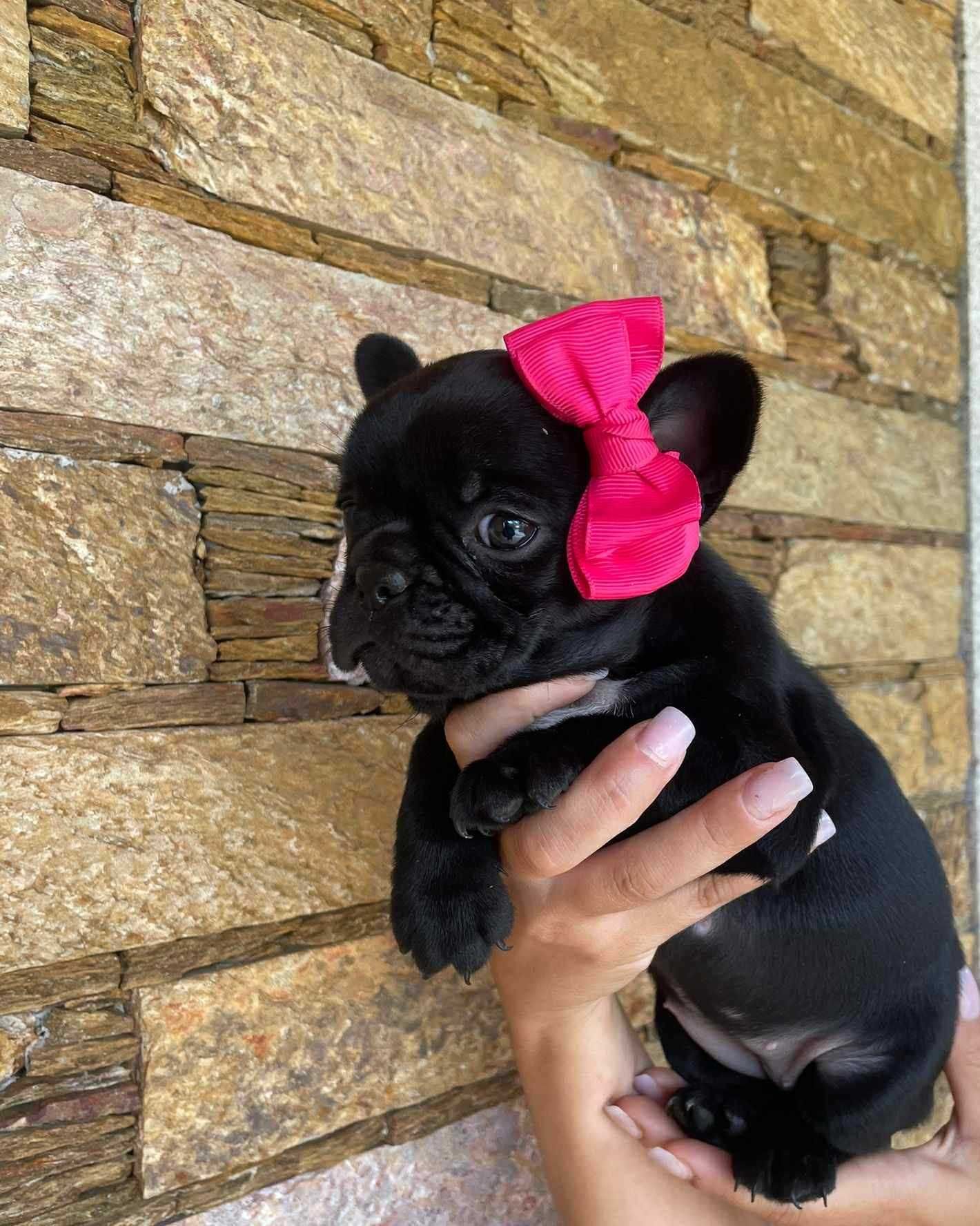 Bulldog frances f