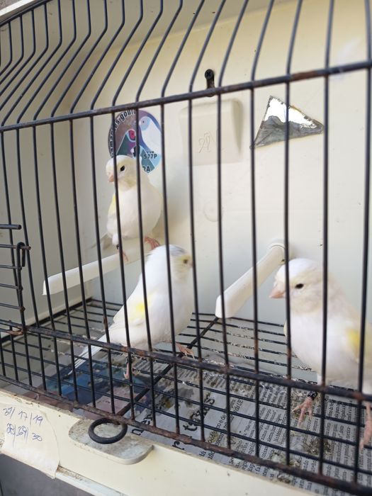 Canários mosaicos amarelos