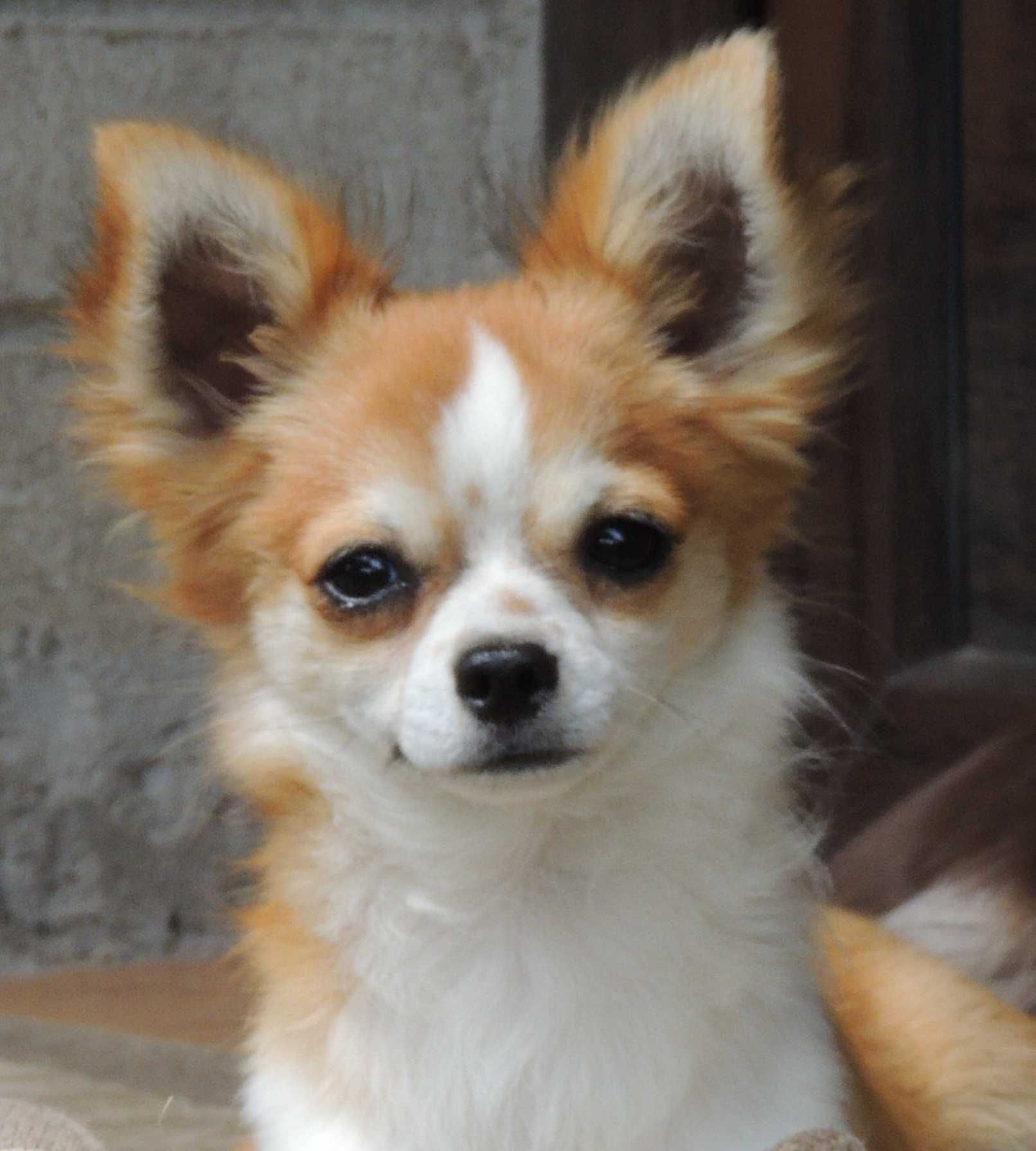 Chihuahua malutki piesek długowłosy ZKwP/FCI