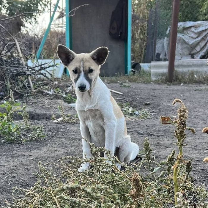 Отдам_ щенки_ собаки _ эйва