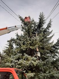 Wycinka drzew - Cięcia w koronie - Trudno dostępne miejsca - Podnośnik