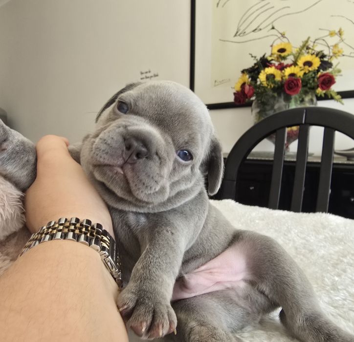 Bulldog Lilac exelente porte