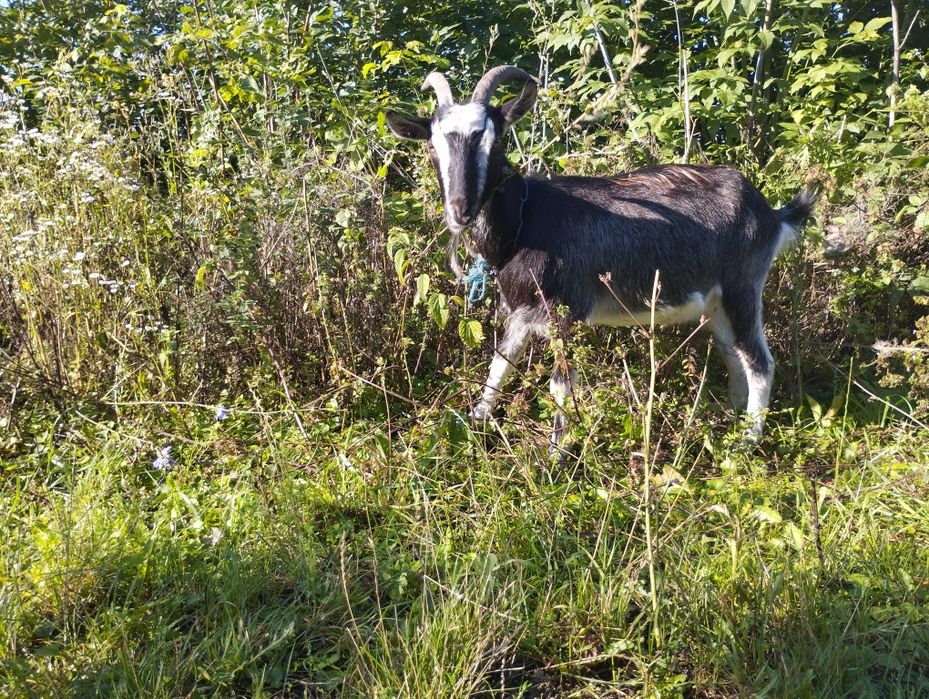 Продам козу,козичку