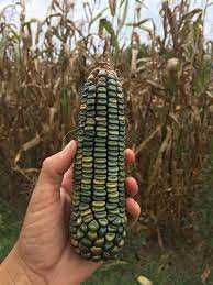 MILHO VERDE - Adaptado ao nosso clima