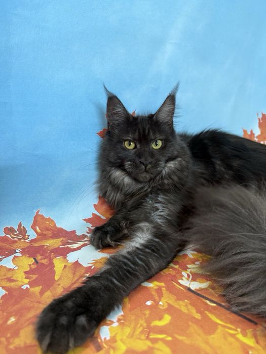 Дівчата в гарну сім»ю