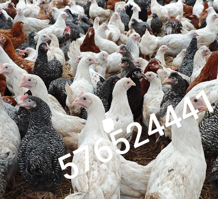 Kury Rosa Leghorn Dominant Lohman Greenshel
