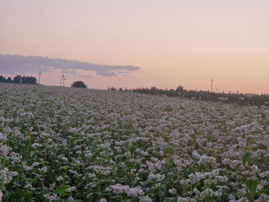 Kasza Gryczana Palona, Gospodarstwo z własnej gryki. Pestki dyni mąka