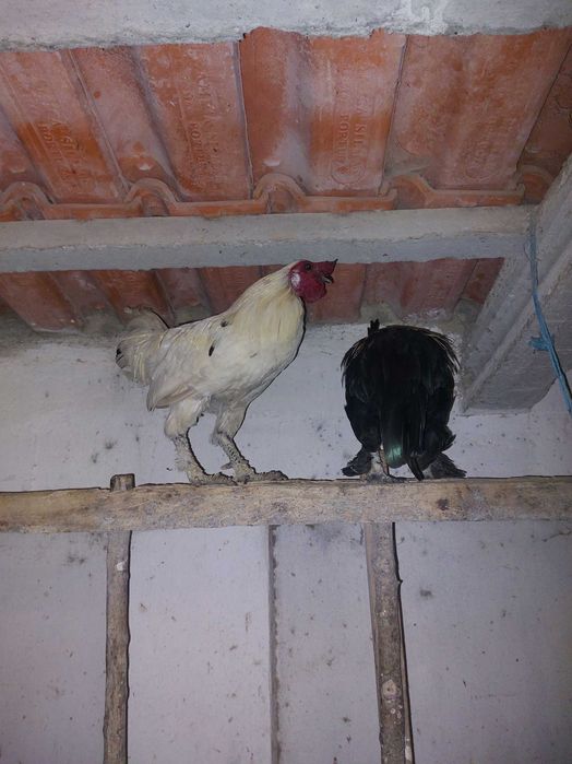 Galos jovens disponíveis