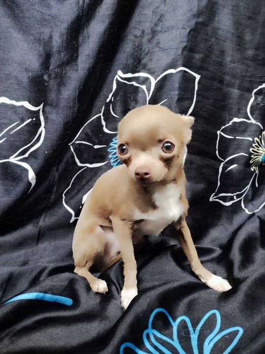 Серо-лиловый щенок чухуа. Очень маленький размер.