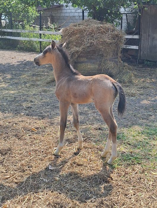 Sprzedam klacz kuc walijski ze źrebakiem
