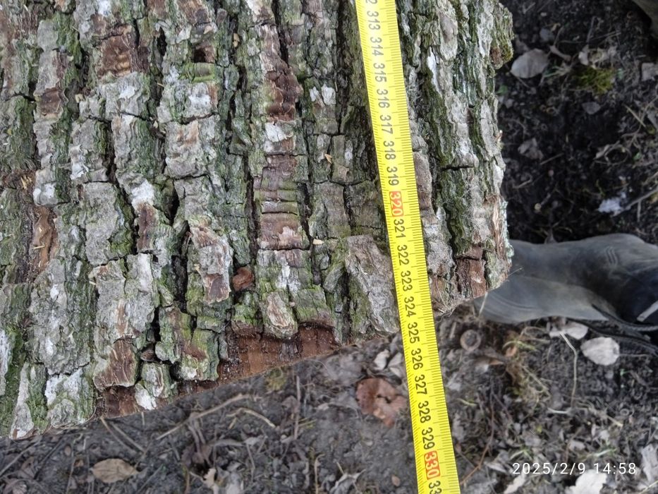 Кругляк   груша ...