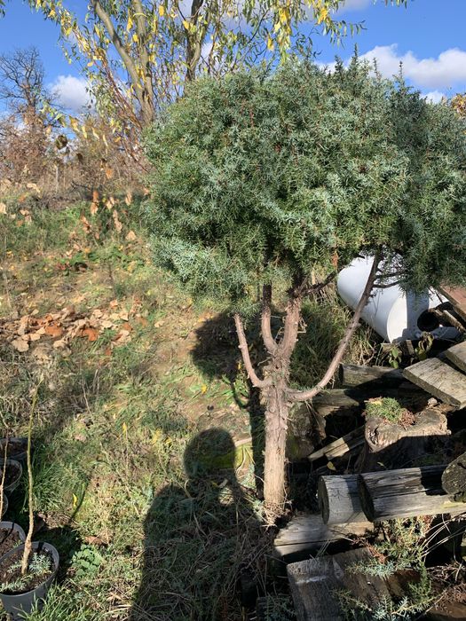 Бересклет японський сформований