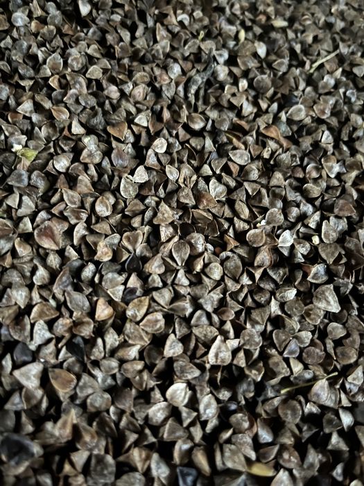 Sprzedam Grykę tego roczną zbiór 2025 , ekologiczna