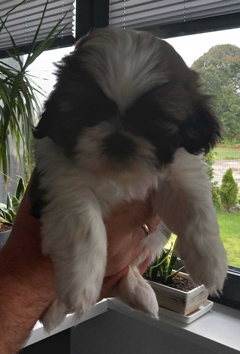 Sprzedam pieska Shih tzu