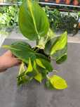 Philodendron Scandens Brasil Pięknie Wybarwiony Ogrzewacz w Cenie