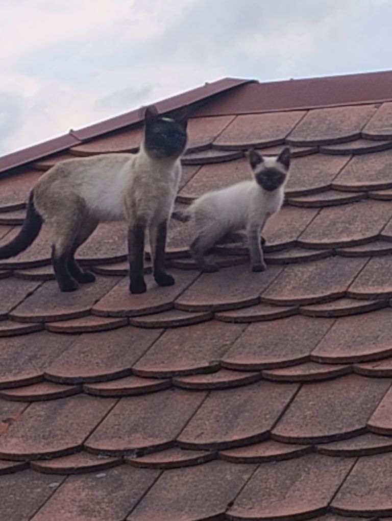 Śliczny Tajski Kotek