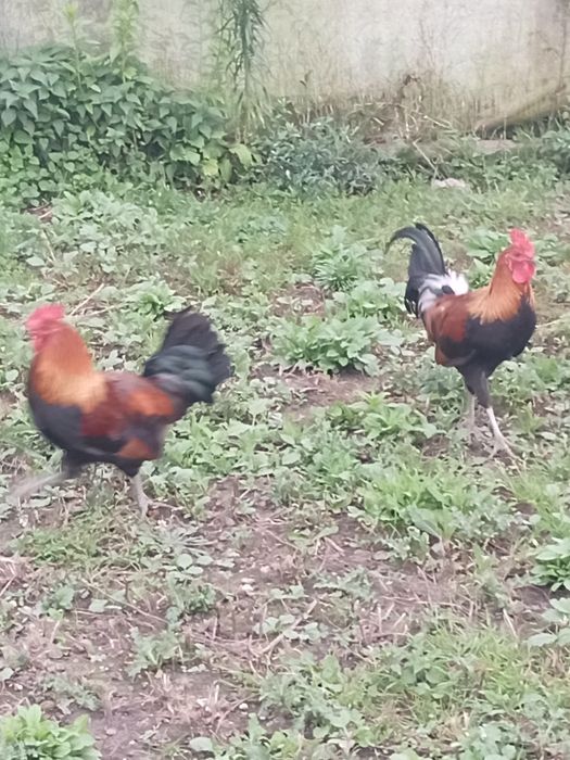 Kokut zielononóżki