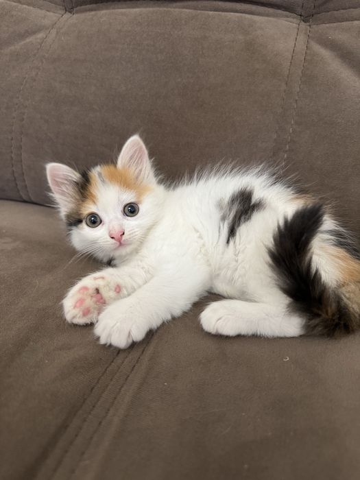 Віддам кошеня в добрі руки