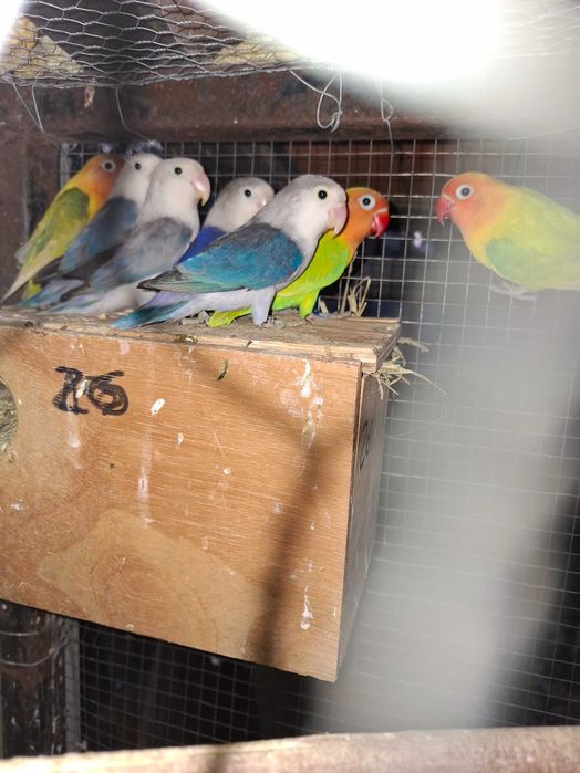 Agapornis Ficher e rosecolis para agapornis ficher e rosecolis