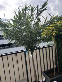 Nerium  Oleander
