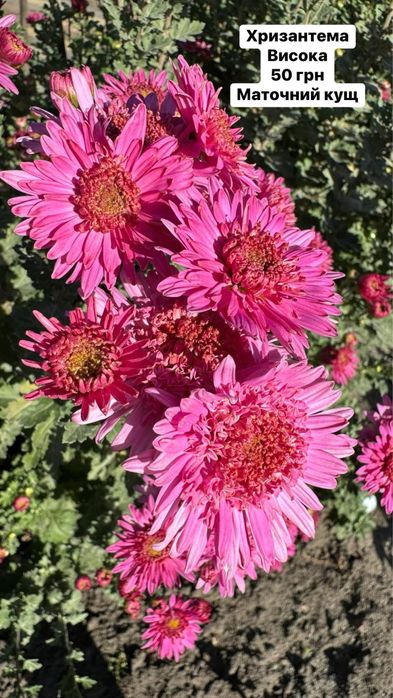 Хризантема різнокольорова