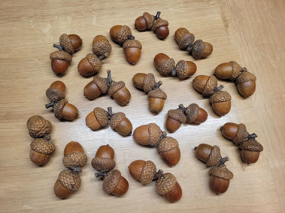 Żołędzie podwójne sztuki, szyszki, kasztany, mech dekoracyjny