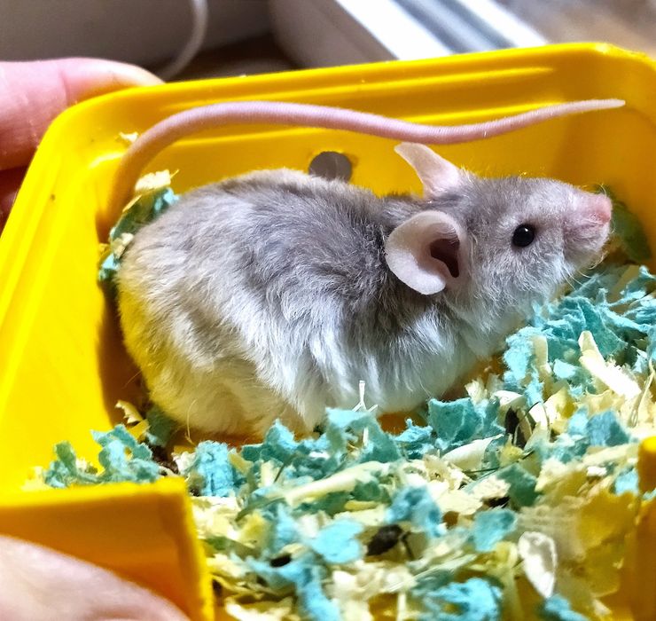 Миші, мишки, мишенята. Пухнасті та атласні. Декоративні мишки