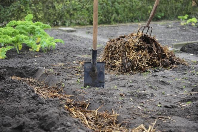 Obornik od bydła idealne pod grządki , warzywa naturalny nawóz