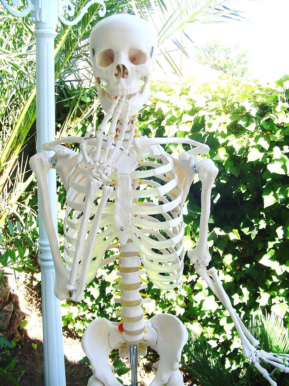 Esqueleto com tripé - Novo