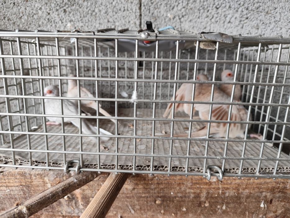 ROLAS Damantes Bejes