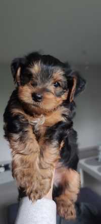 Oddam Yorkshire Terrier