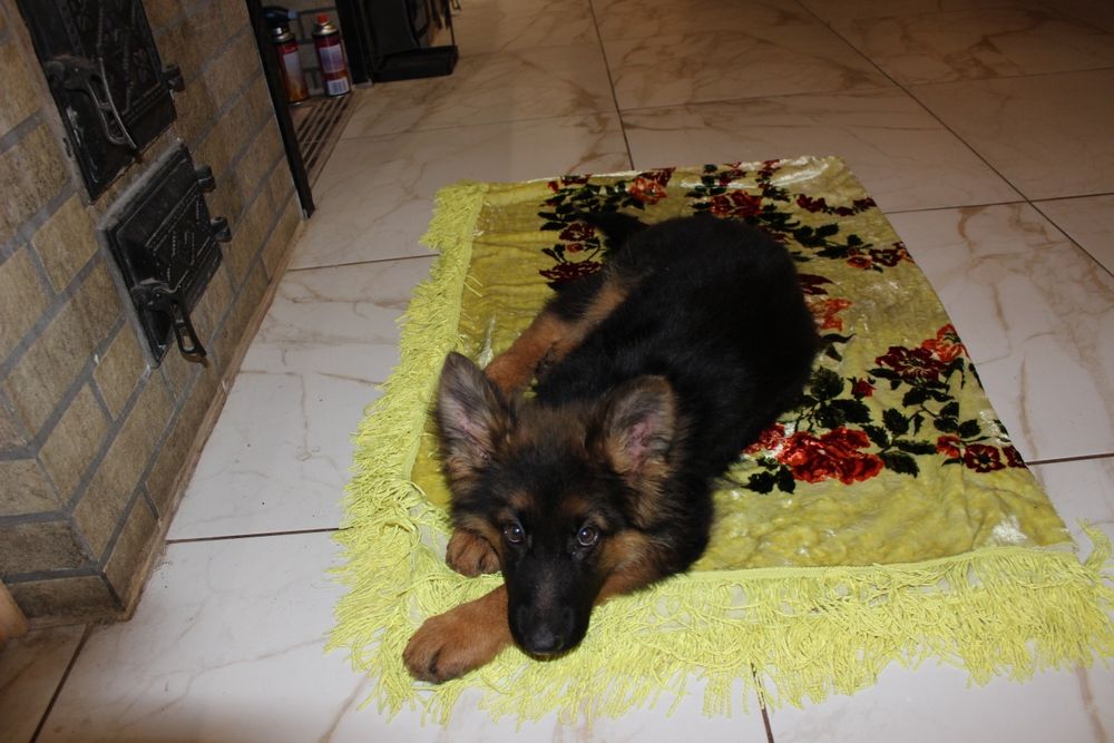 Німецька довгошерста вівчарка КСУ