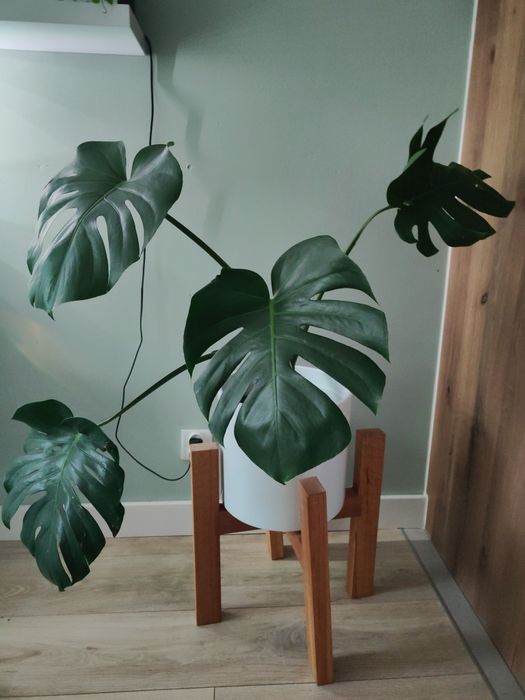 Monstera około 80cm