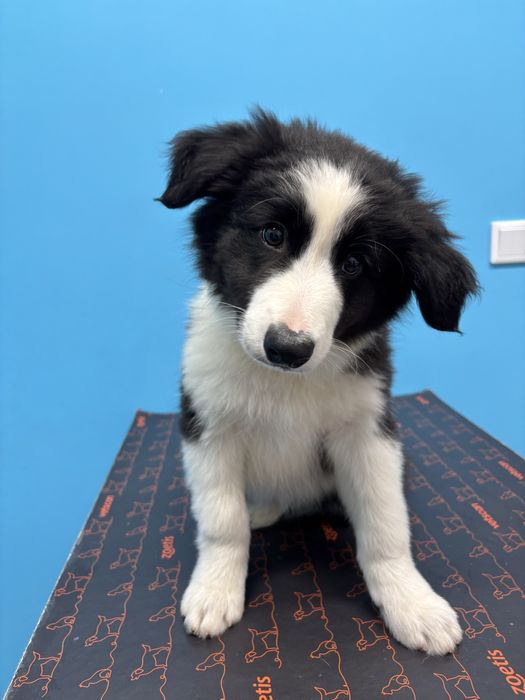 Border Collie szczeniak