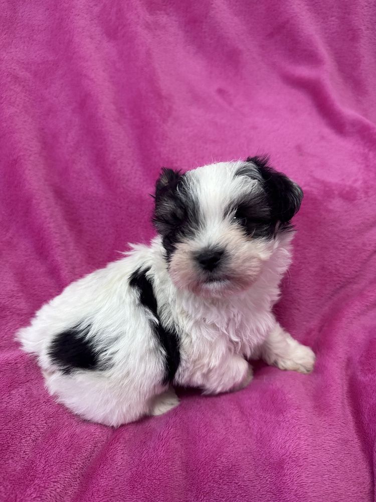 Shih tzu piesek pies