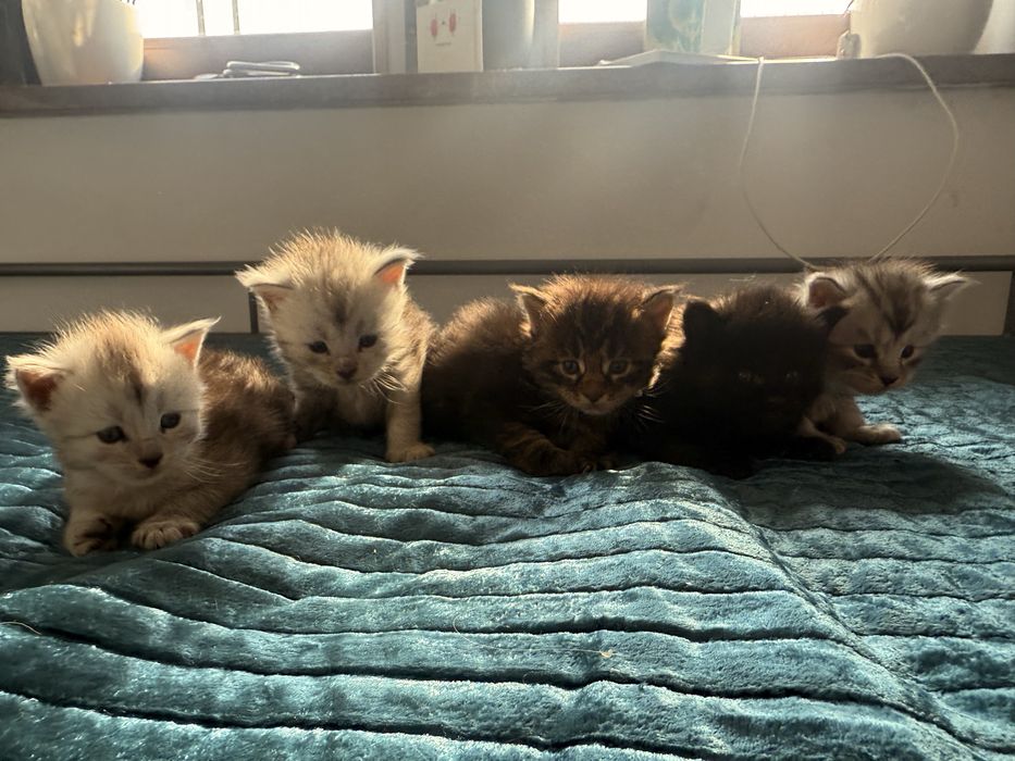 Kocurek Maine coon czarny klasycznie pręgowany linia shaded