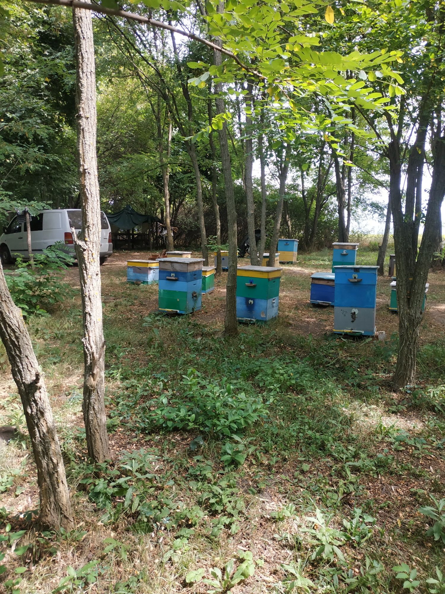Продам пасіку, вулики 12 р, бідони.