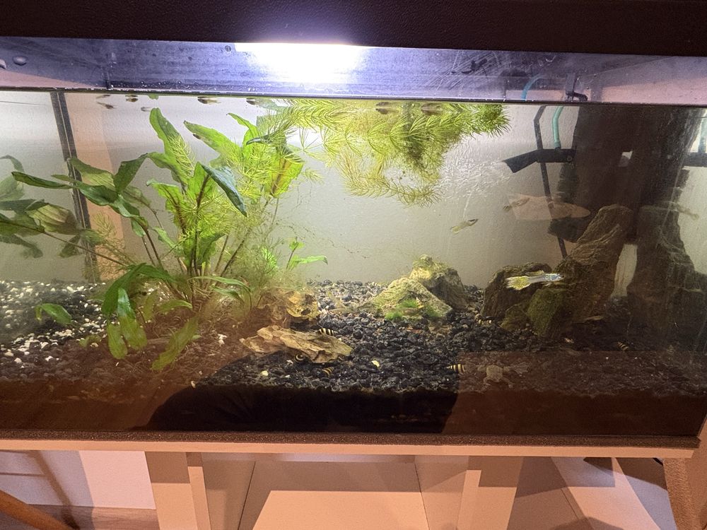Akwarium 60l z szafka i zawartoscia