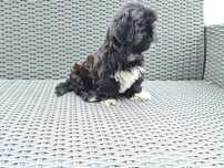 Shih tzu  piesek