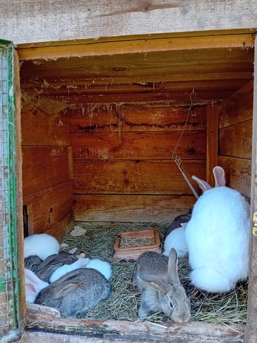 Sprzedam samice Rex z małymii