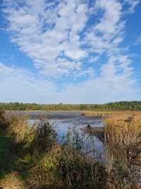 Karp, amur podlaskie