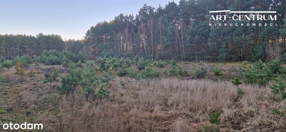 Działka w spokojnym miejscu ze ścianą lasu