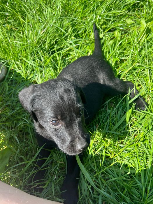 Лабрадор ретривер