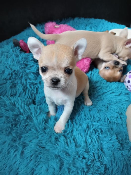 Chihuahua - śliczna sunia z rodowodem po malutkich rodzicach