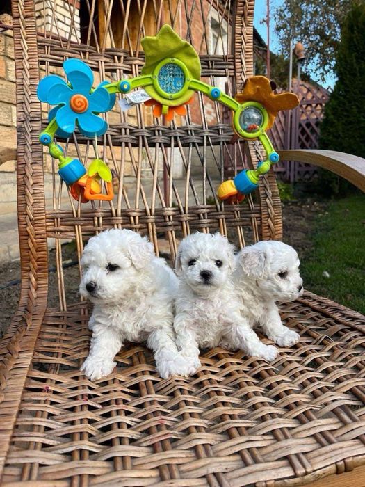 Цуценята бішон фрізе