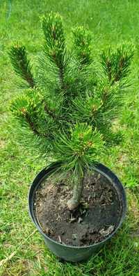 Pinus mugo Sunshine - sosna szczepiona