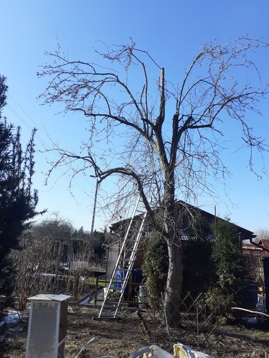 Koszenie, wycinka drzew, czyszczenie działek, pielęgnacja ogrodu