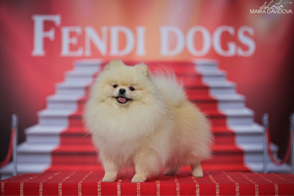 Вязка померанского шпица