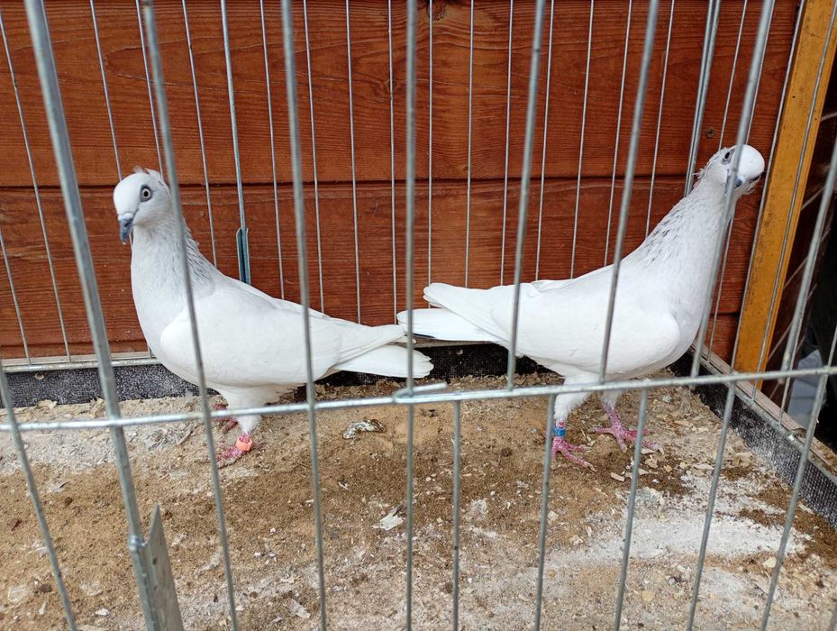 Jasne korniate srebniaki