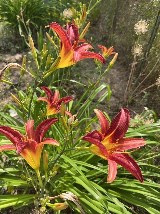 Лилейник цвет ассорти